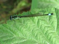Große Pechlibelle, Ischnura elegans