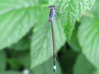 Große Pechlibelle, Ischnura elegans