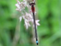 Große Pechlibelle, Ischnura elegans