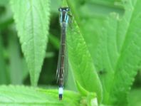 Große Pechlibelle, Ischnura elegans