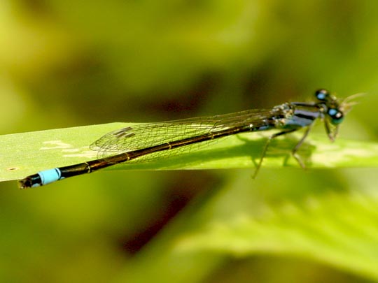 Große Pechlibelle, Ischnura elegans