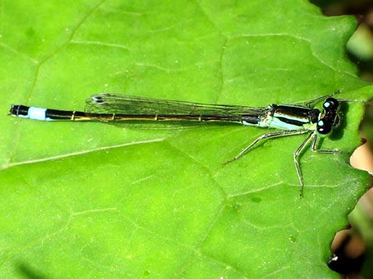 Große Pechlibelle, Ischnura elegans