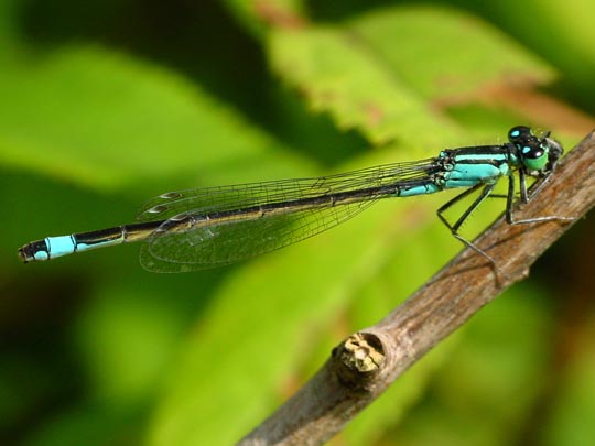 Große Pechlibelle, Ischnura elegans