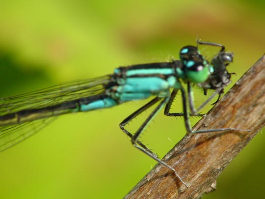Große Pechlibelle, Ischnura elegans