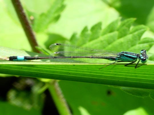 Große Pechlibelle, Ischnura elegans