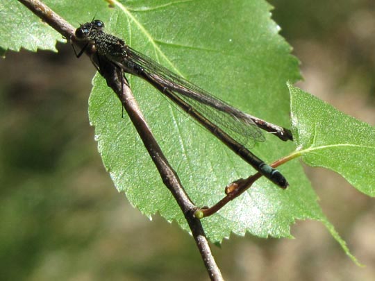 Große Pechlibelle, Ischnura elegans