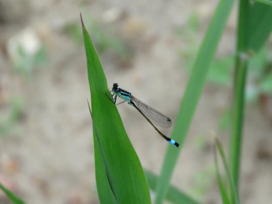 Große Pechlibelle, Ischnura elegans