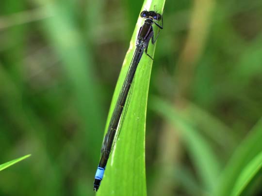 Große Pechlibelle, Ischnura elegans