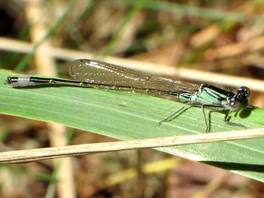 Große Pechlibelle, Ischnura elegans