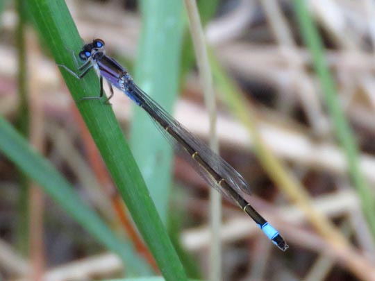 Große Pechlibelle, Ischnura elegans