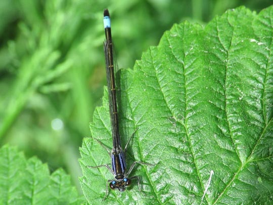 Große Pechlibelle, Ischnura elegans