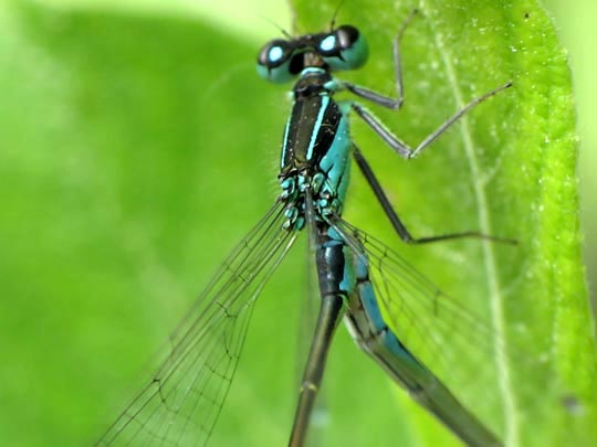 Große Pechlibelle, Ischnura elegans