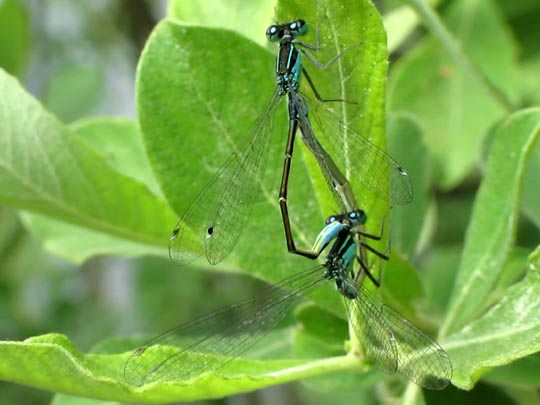 Große Pechlibelle, Ischnura elegans