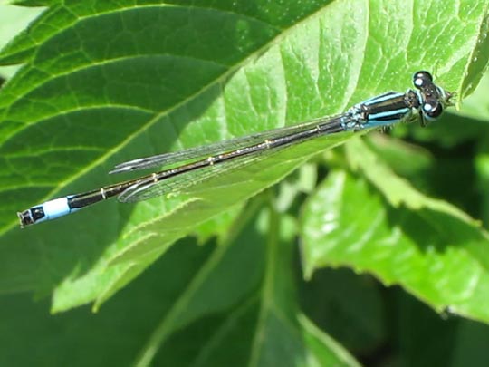 Große Pechlibelle, Ischnura elegans
