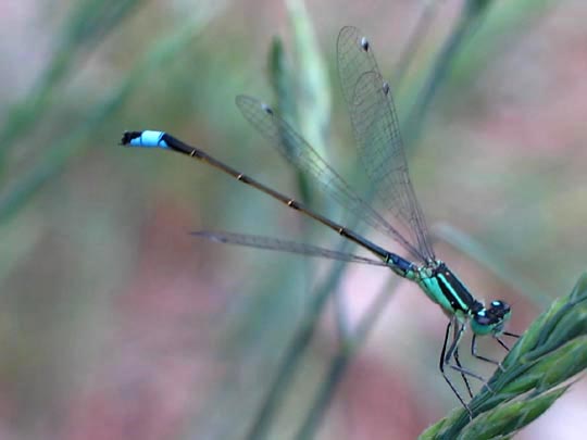 Große Pechlibelle, Ischnura elegans
