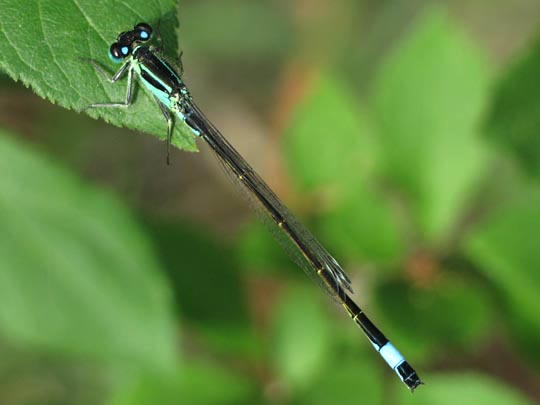 Große Pechlibelle, Ischnura elegans