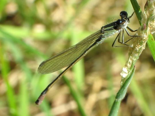 Große Pechlibelle, Ischnura elegans
