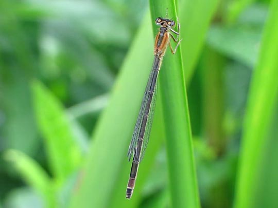 Große Pechlibelle, Ischnura elegans