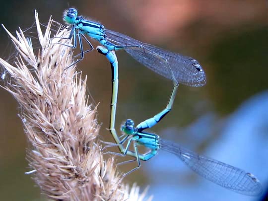 Große Pechlibelle, Ischnura elegans