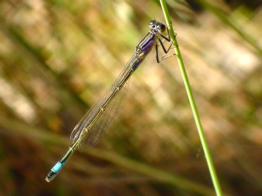 Große Pechlibelle, Ischnura elegans