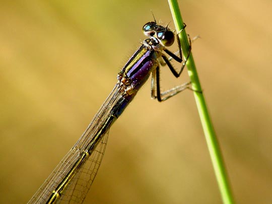 Große Pechlibelle, Ischnura elegans