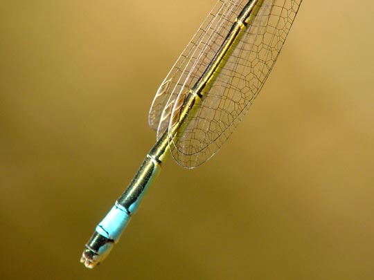 Große Pechlibelle, Ischnura elegans