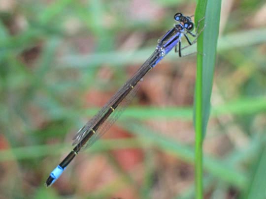 Große Pechlibelle, Ischnura elegans