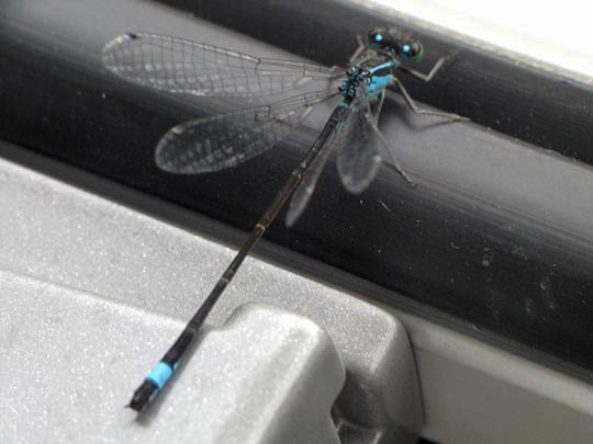 Große Pechlibelle, Ischnura elegans