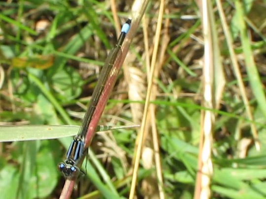 Große Pechlibelle, Ischnura elegans
