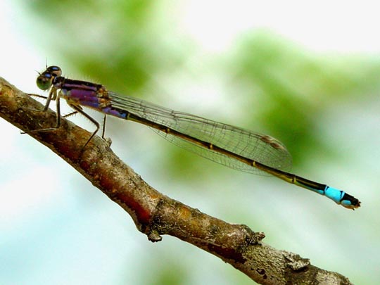 Große Pechlibelle, Ischnura elegans
