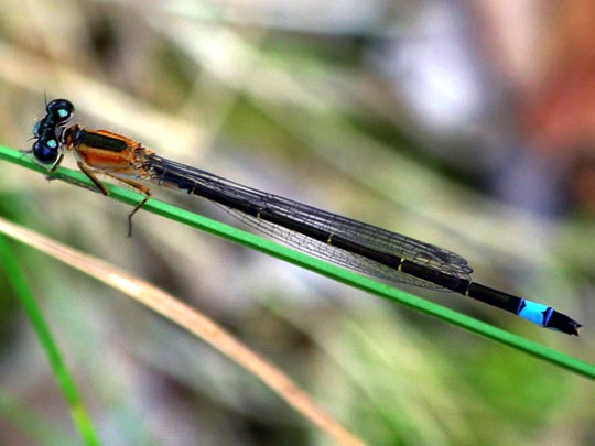 Große Pechlibelle, Ischnura elegans