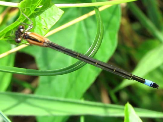 Große Pechlibelle, Ischnura elegans