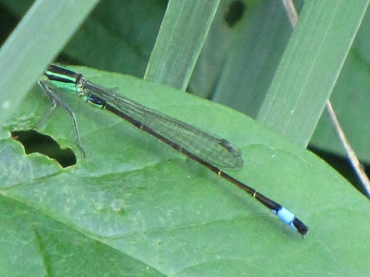 Große Pechlibelle, Ischnura elegans