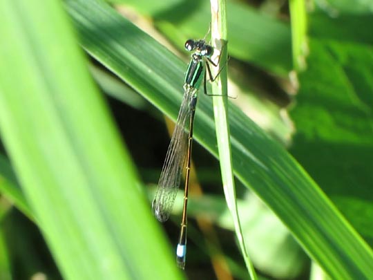 Große Pechlibelle, Ischnura elegans