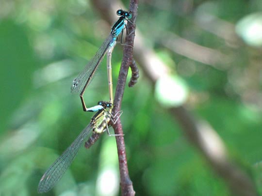Große Pechlibelle, Ischnura elegans