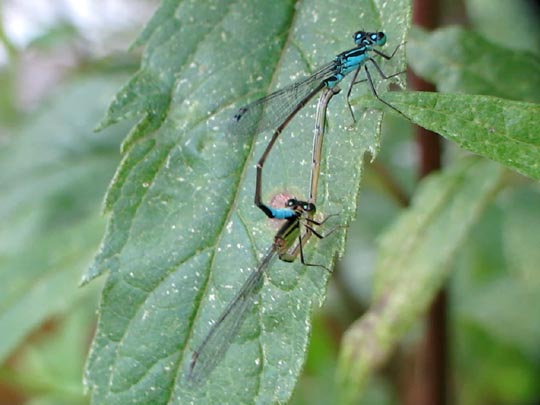 Große Pechlibelle, Ischnura elegans
