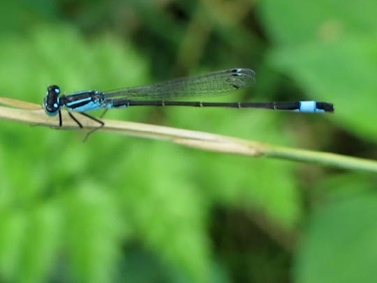 Große Pechlibelle, Ischnura elegans