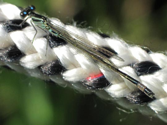 Große Pechlibelle, Ischnura elegans