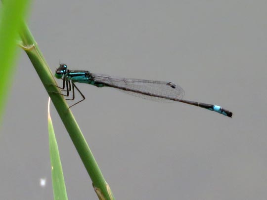 Große Pechlibelle, Ischnura elegans