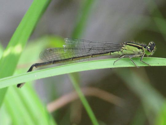 Große Pechlibelle, Ischnura elegans