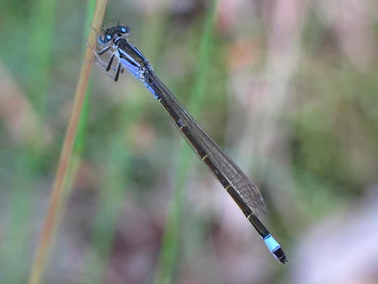Große Pechlibelle, Ischnura elegans