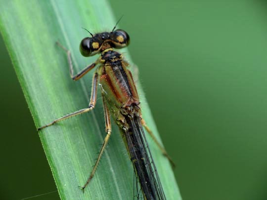 Große Pechlibelle, Ischnura elegans