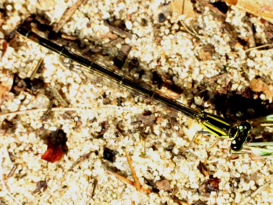 Große Pechlibelle, Ischnura elegans
