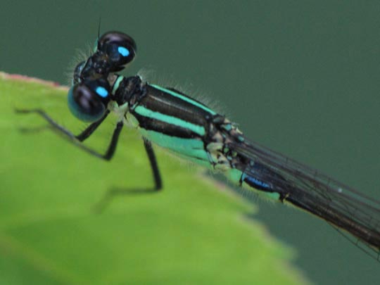 Große Pechlibelle, Ischnura elegans