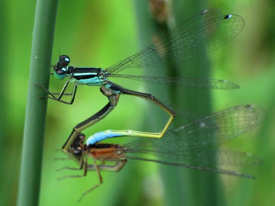 Große Pechlibelle, Ischnura elegans