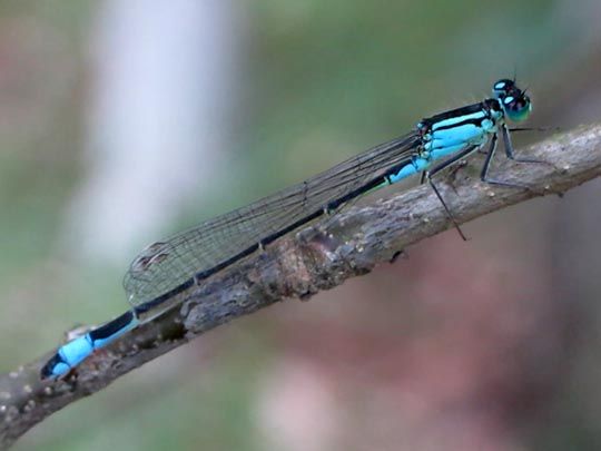 Große Pechlibelle, Ischnura elegans