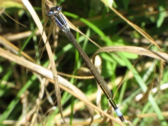 Große Pechlibelle, Ischnura elegans
