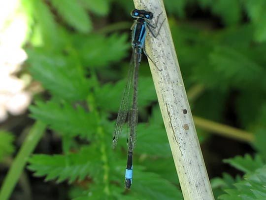 Große Pechlibelle, Ischnura elegans