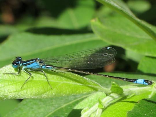 Große Pechlibelle, Ischnura elegans