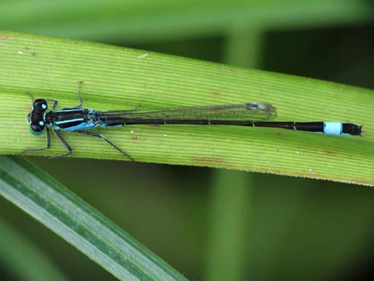 Große Pechlibelle, Ischnura elegans